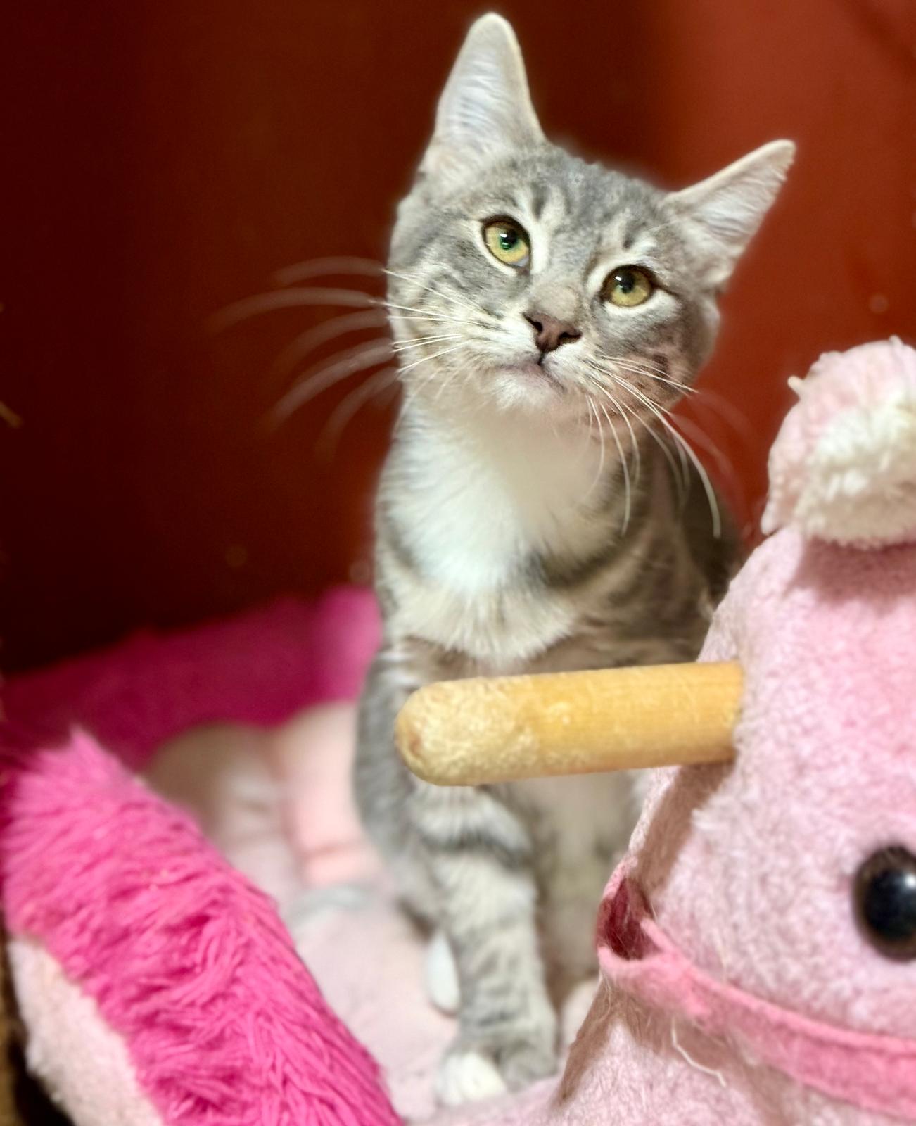 Suki - klein katje - Afbeelding 3