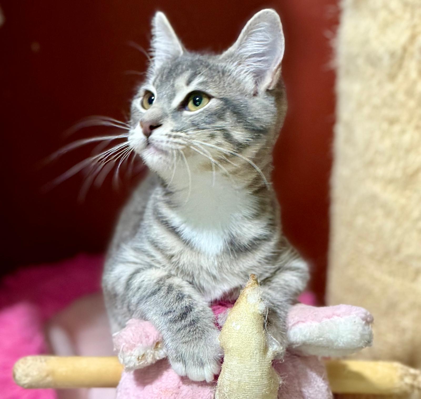 Suki - klein katje - Afbeelding 4