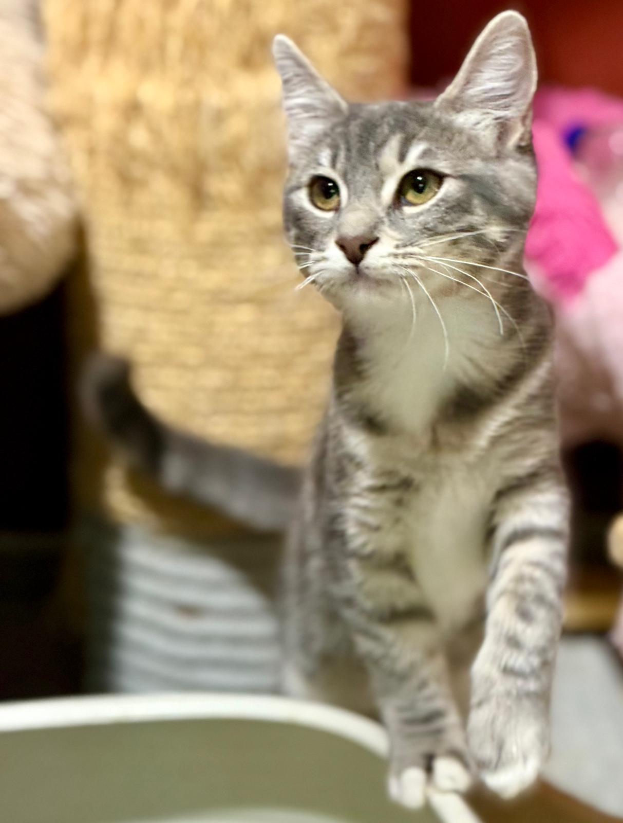 Suki - klein katje - Afbeelding 5