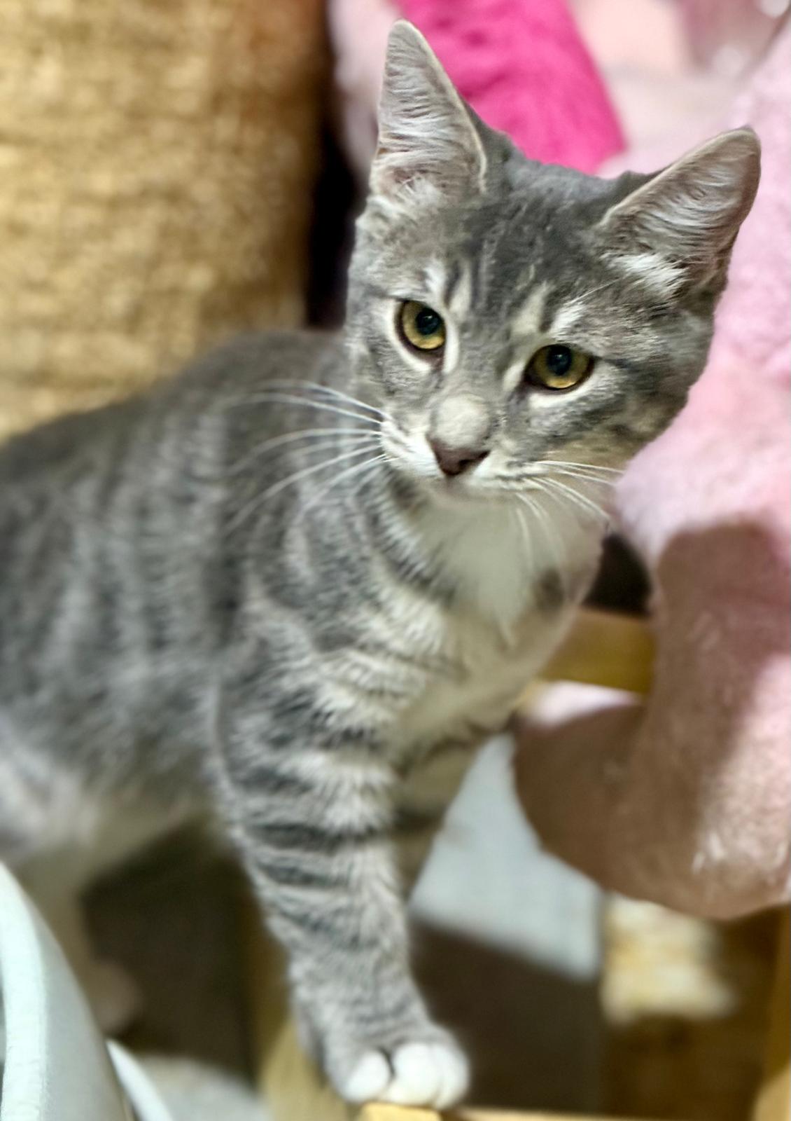 Suki - klein katje - Afbeelding 6