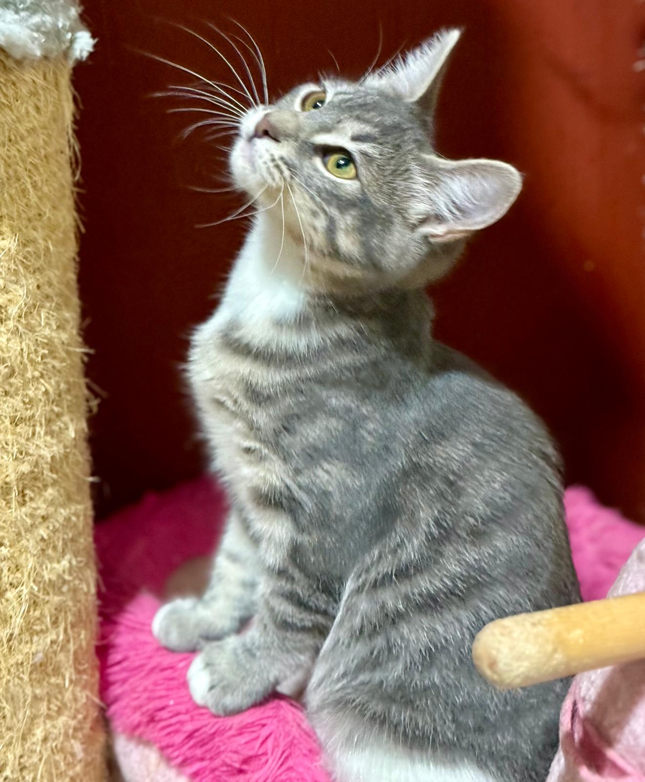 Suki - klein katje - Afbeelding 7