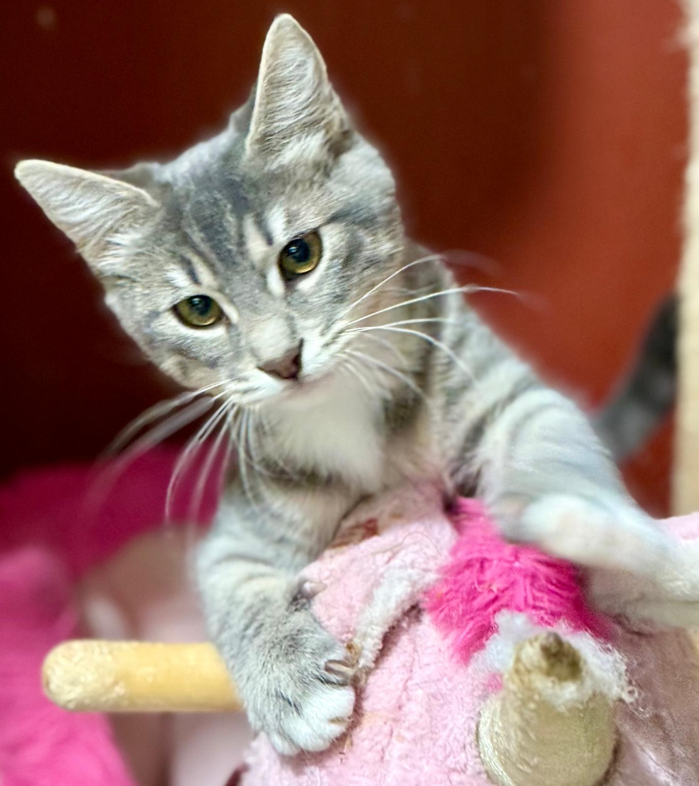 Suki - klein katje - Afbeelding 8