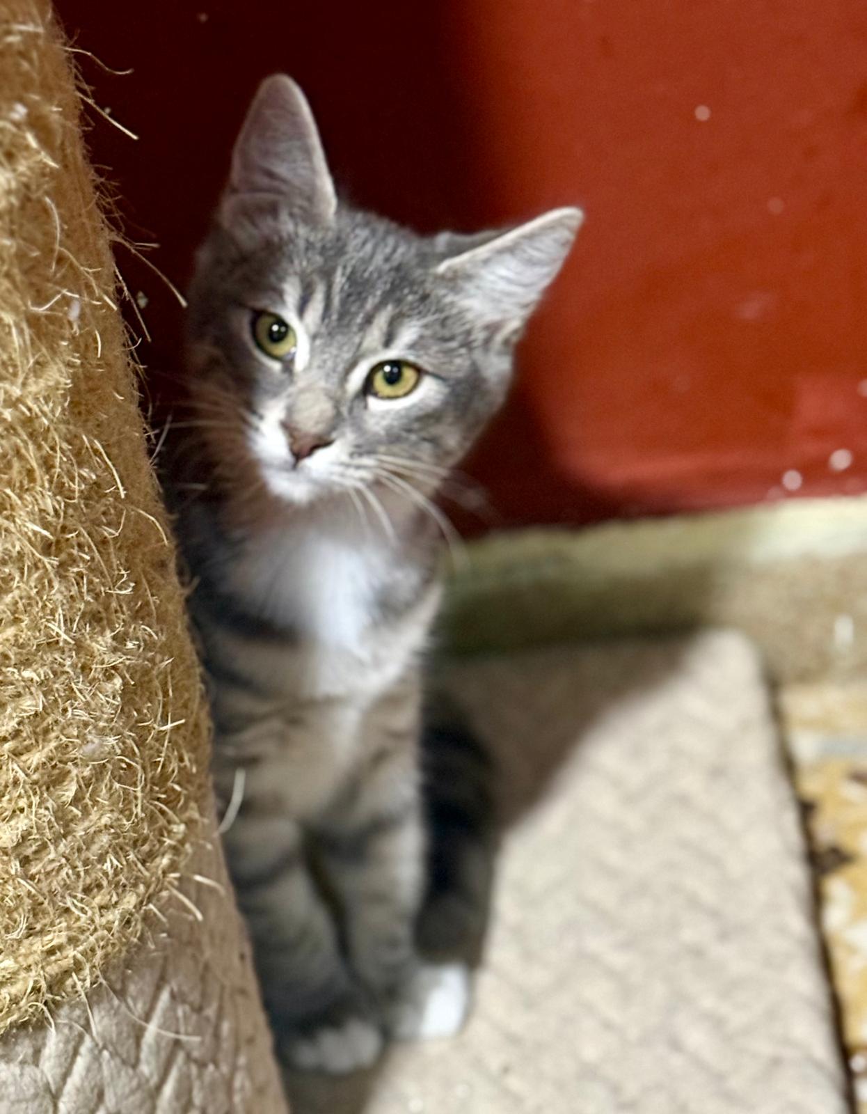 Suki - klein katje - Afbeelding 9