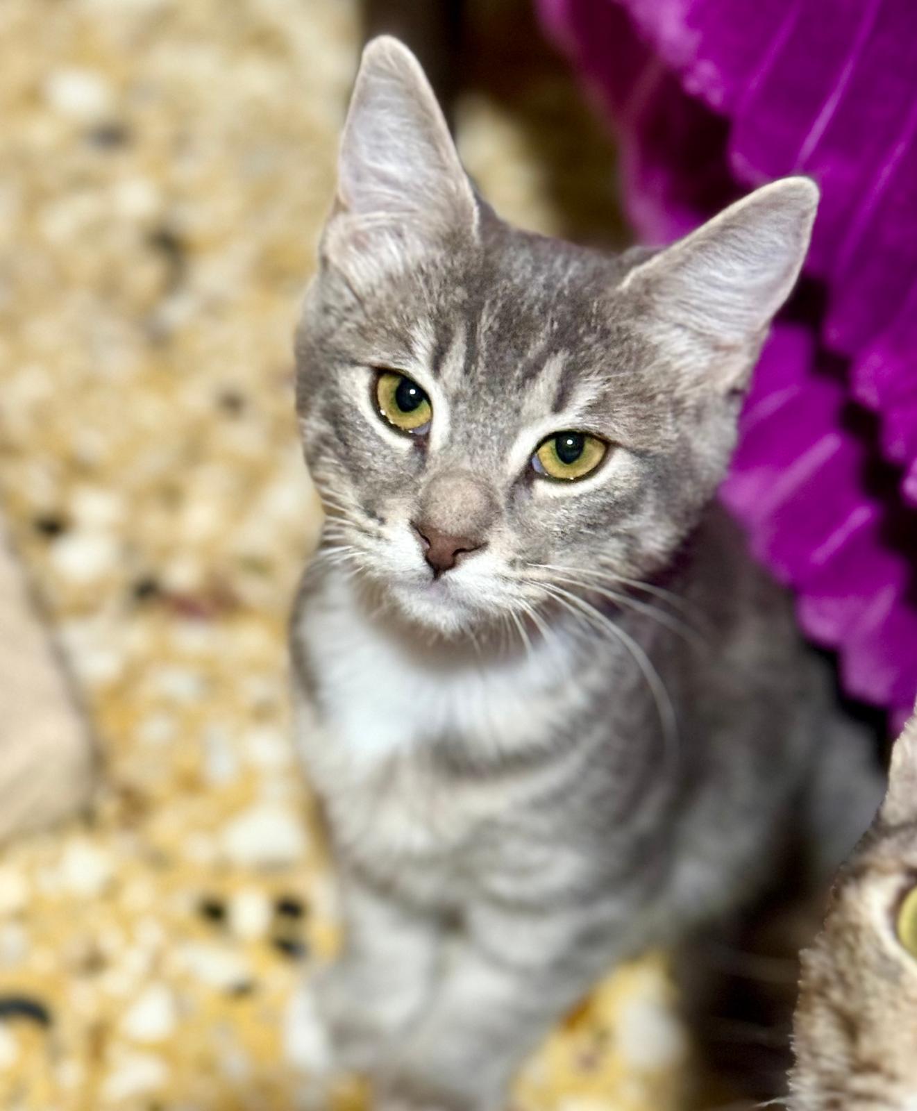 Suki - klein katje - Afbeelding 10