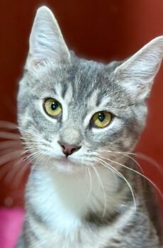 Zilvergrijze kitten Suki is een binnenkat