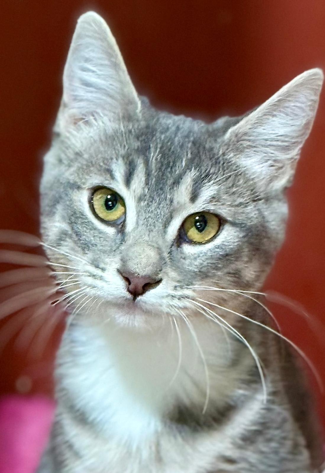 Zilvergrijze kitten Suki is een binnenkat