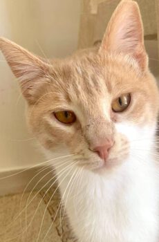 Rood-witte kater Tygger is een binnenkat