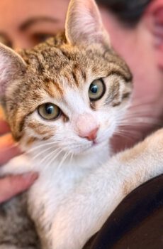 Lapjeskitten Chanti is een binnenkat