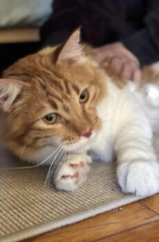 Chubby - gereserveerd