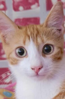 Rood-witte kitten Fifikos is een binnenkat