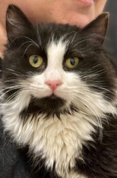 Zwart-witte kitten Fluff is een langharige binnenkat