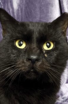 Zwarte kater King is een binnenkat