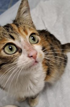 Lapjeskitten Lina is een binnenkat