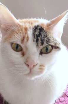 Binnenkat Loukia is waarschijnlijk een mix van een Devon Rex