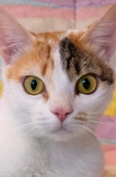 Lapjeskat Loukia is een binnenkat en een mix met een Devon Rex