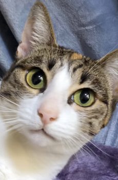 Lapjeskat Marble is een binnenkat