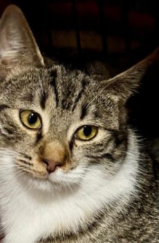 Cyperse kitten Milka is een binnenkat