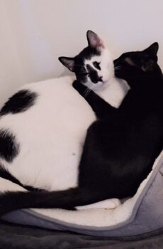 Zwarte poes Misty en zwart-witte kater Raval zijn binnenkatten