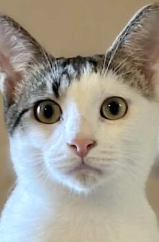 Kitten Robin is een knuffelkat en binnenkat