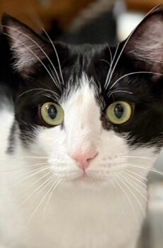 Zwart-witte katten Rubik en Milo zijn binnenkatten