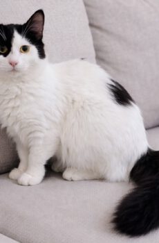 Zwart-witte kitten Sam is een binnenkat