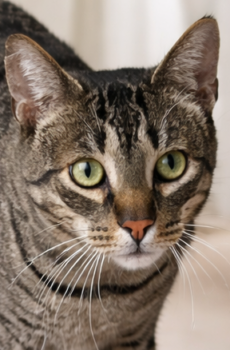 Cyperse kater Sonny is een knuffelkat