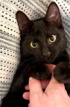 Zwarte kitten Ziggy is een ongelooflijk lieve binnenkat