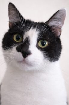 Arie - heel aanhankelijk