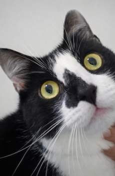 Zwart-witte kater Aristos is een binnenkat