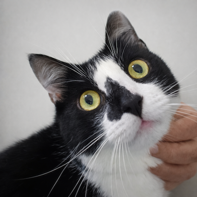 Zwart-witte kater Aristos is een binnenkat