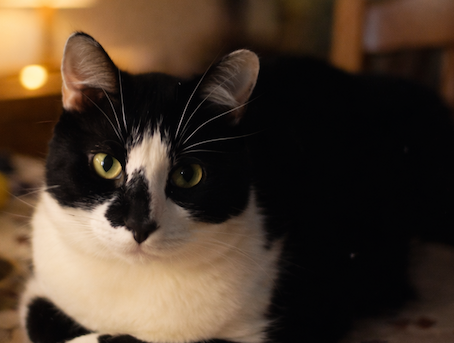 Arie - heel aanhankelijk - Afbeelding 4