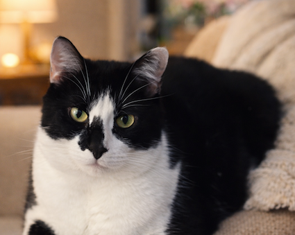 Arie - heel aanhankelijk - Afbeelding 5