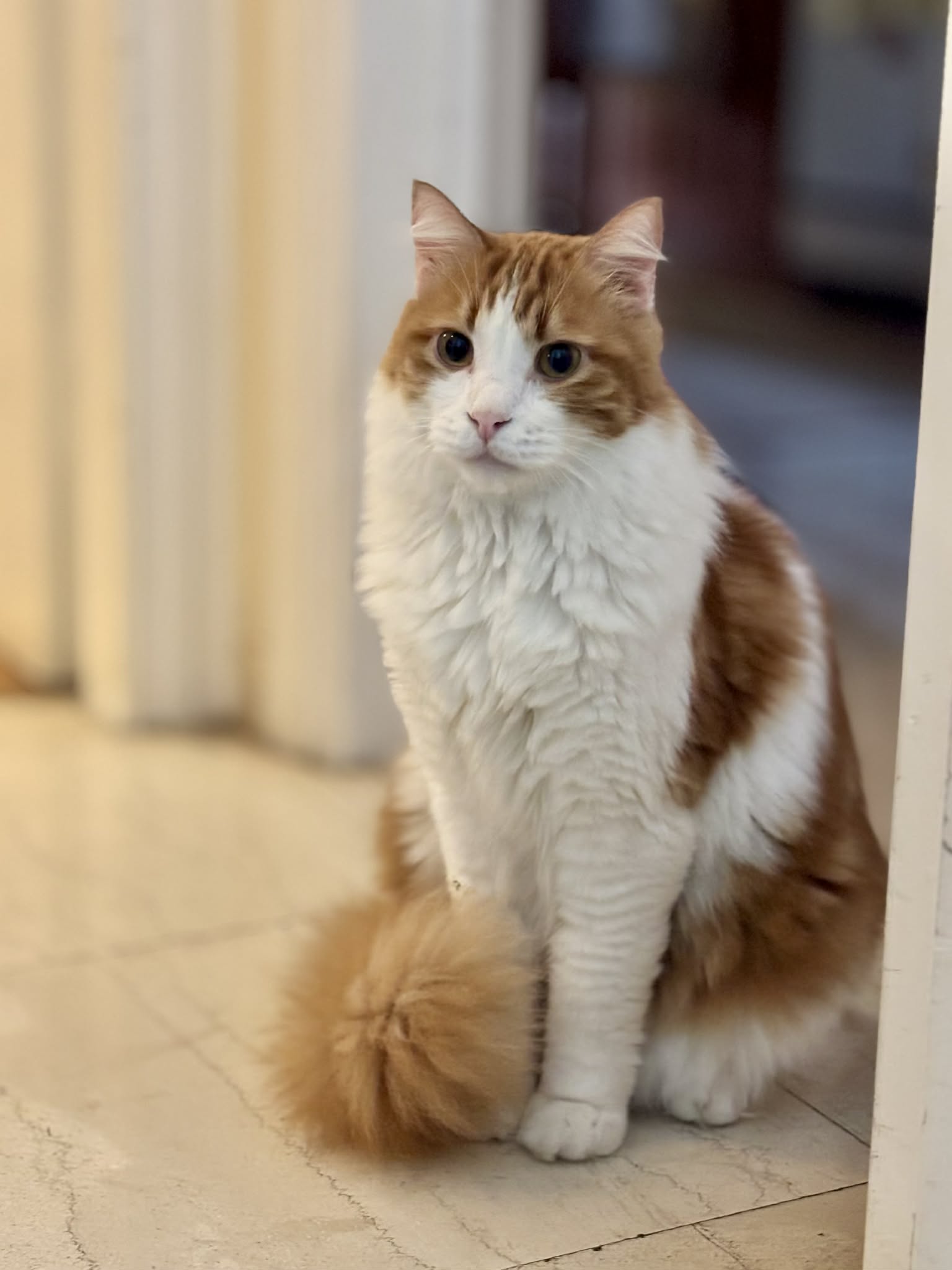 Boris - een echte kanjer - Afbeelding 2