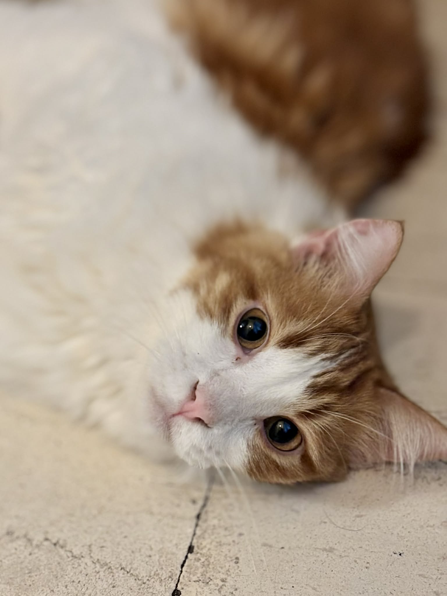 Boris - een echte kanjer - Afbeelding 4