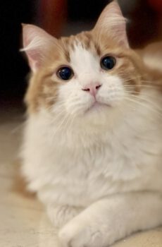 Boris - een echte kanjer