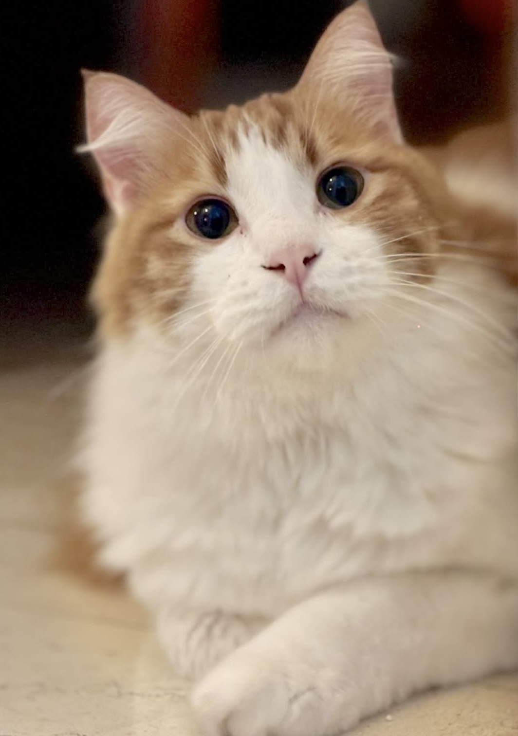 Boris - een echte kanjer