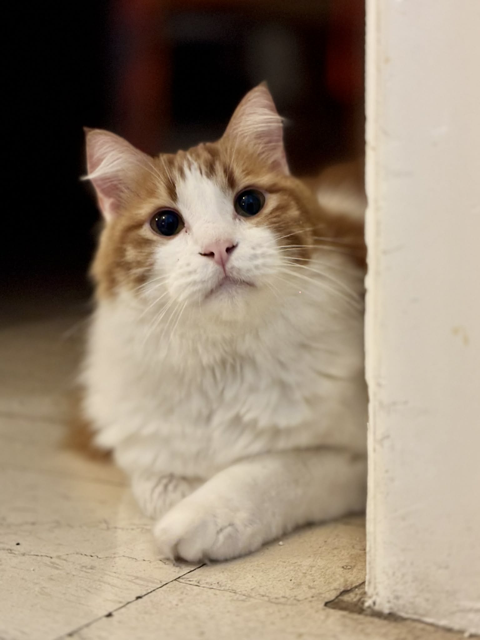 Boris - een echte kanjer - Afbeelding 5