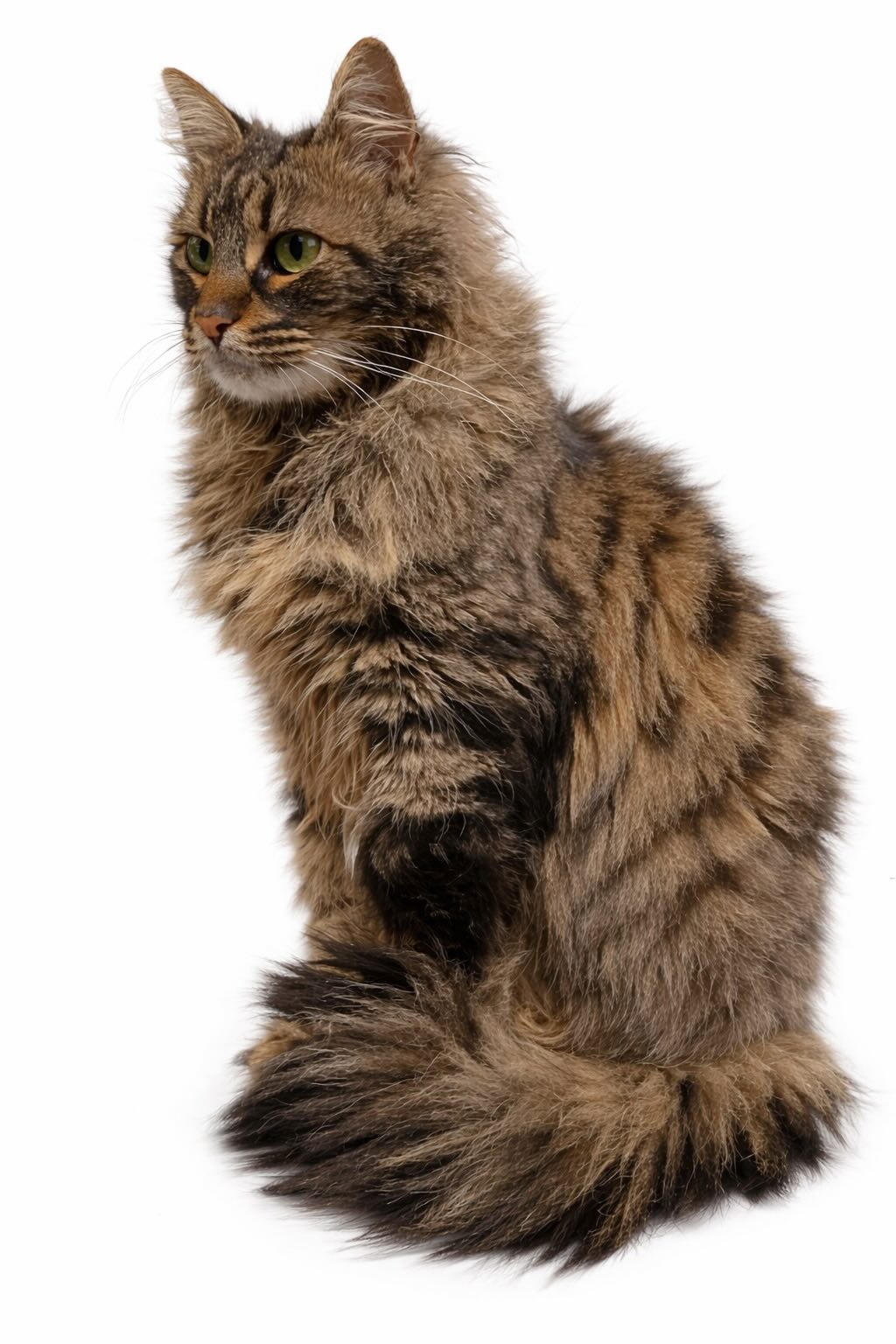 Leila - Afbeelding 2