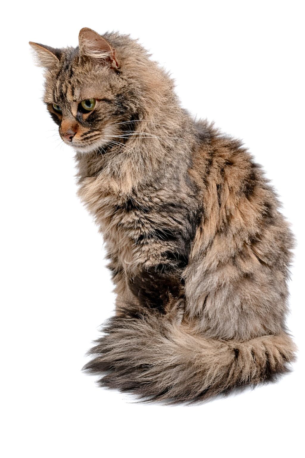 Leila - Afbeelding 6