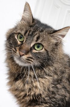 Halflangharige kat Leila is een binnenkat