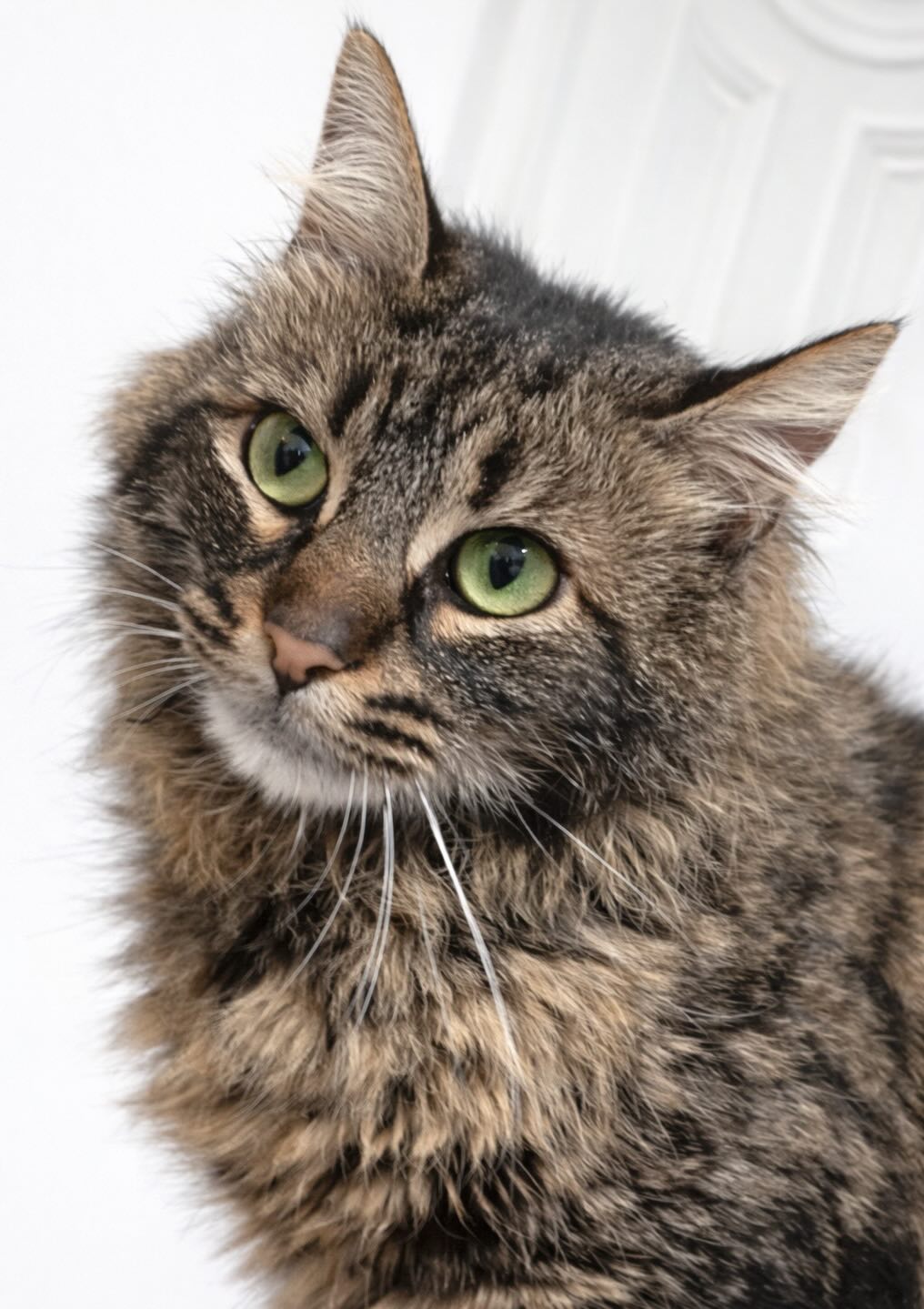 Halflangharige kat Leila is een binnenkat