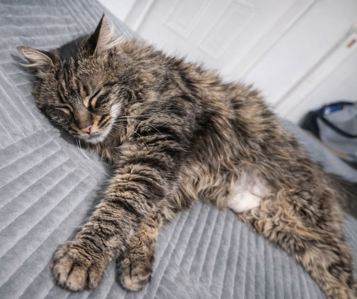 Leila - Afbeelding 9