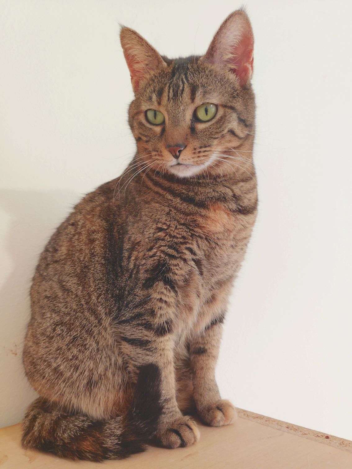 Molly - Afbeelding 2