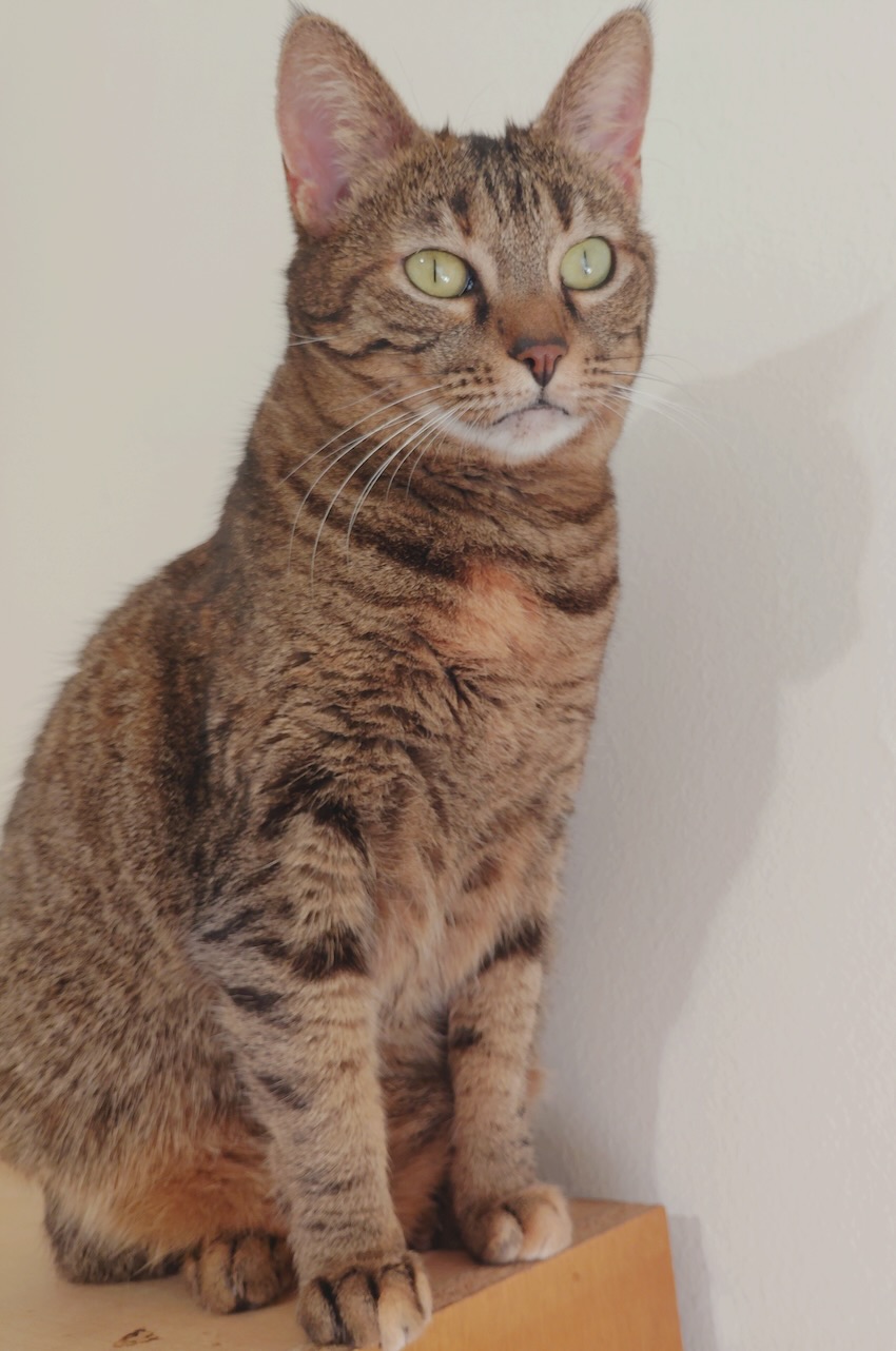 Molly - Afbeelding 3