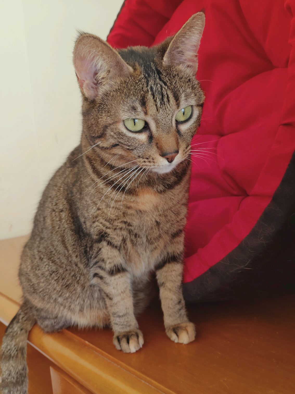 Molly - Afbeelding 4