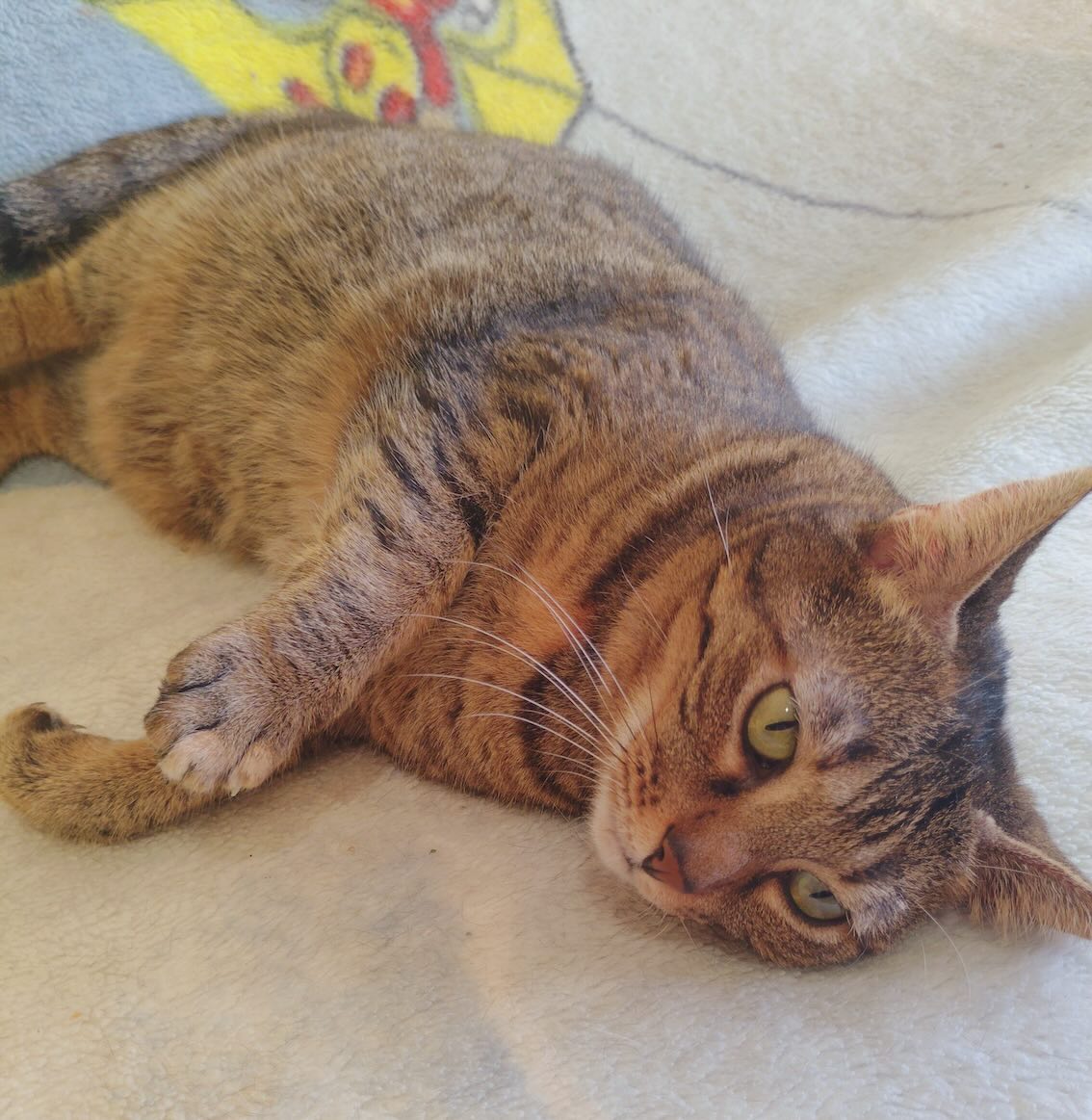 Molly - Afbeelding 5