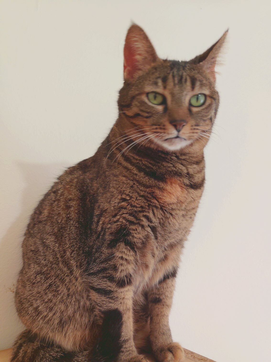 Molly - Afbeelding 6