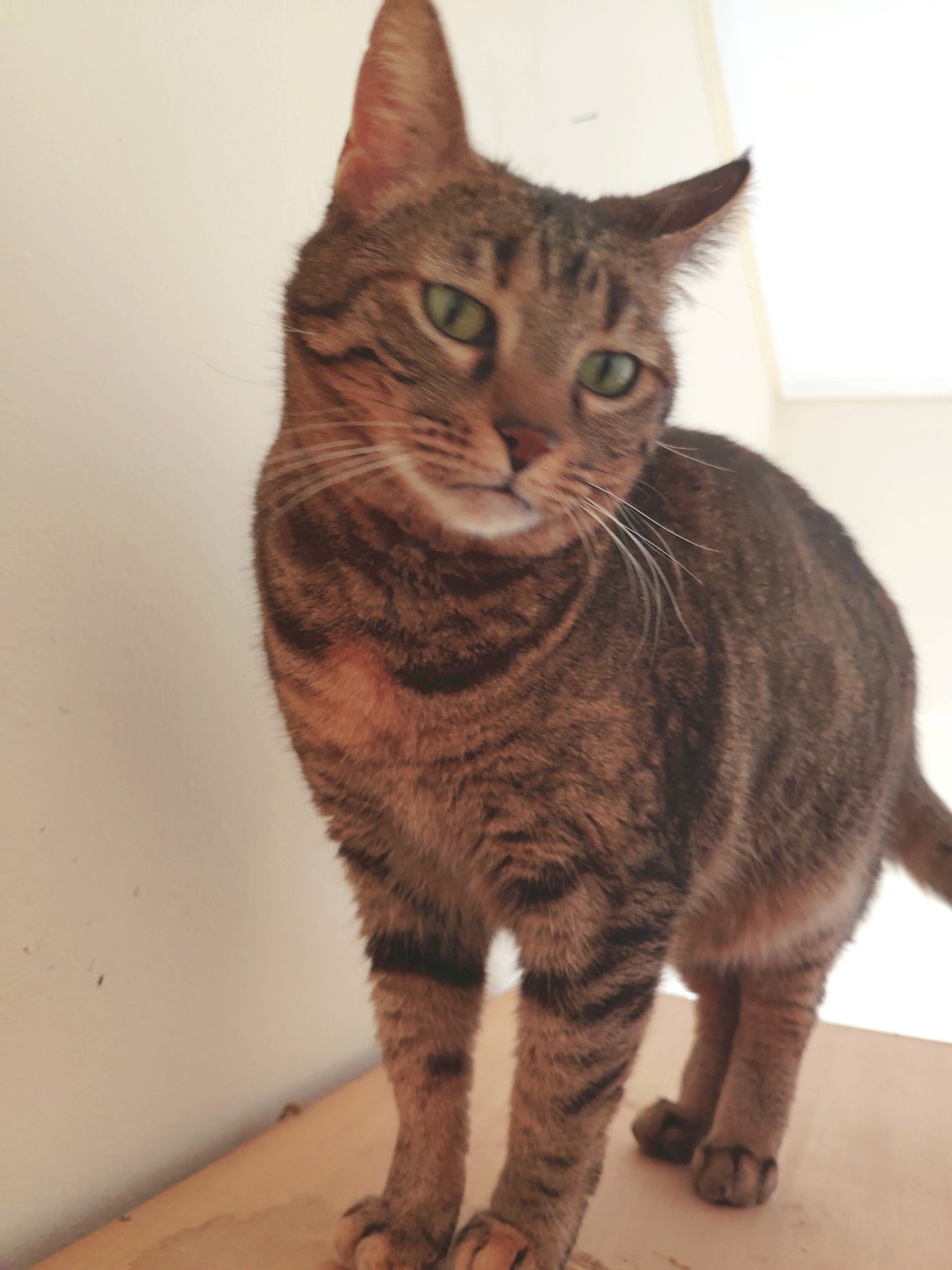 Molly - Afbeelding 7