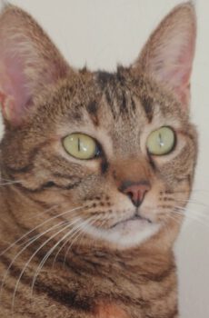 Cyperse poes Molly is een knuffelkat en binnenkat