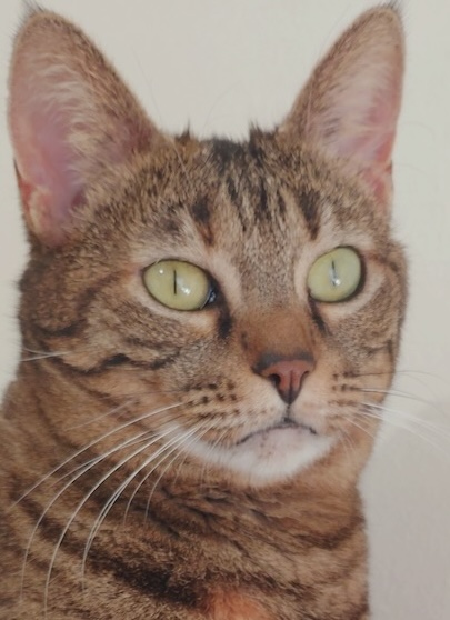 Cyperse poes Molly is een knuffelkat en binnenkat